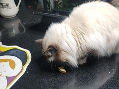 -瑞派康怡24h宠物医院·犬猫医疗中心·微创绝育(瑞景分院)