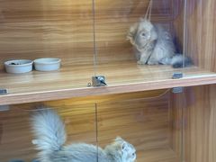 -猫十亿·布偶金渐层·曼基康矮脚猫舍(青年路店)