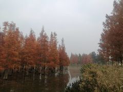 -白鹭湾湿地公园