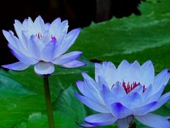 -国家植物园南园