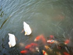 -玄武湖景区-情侣园游乐场