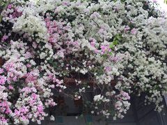 -深圳国际园林花卉博览园