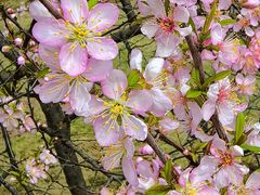 -郑州中国绿化博览园