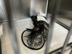 -艾贝尔宠物医院·24H转诊中心·肿瘤猫专科(江宁双龙店)
