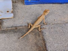 -老城糖水铺(珠海东店)