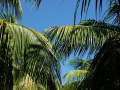 景观位-兴隆隆苑咖啡庄园
