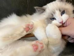 -客栈猫舍(中央北路店)