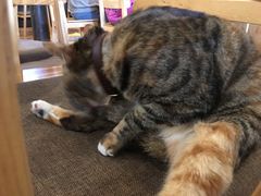 -猫的天空之城概念书店(杭州南宋御街店)