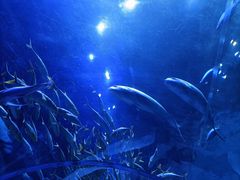 -华夏文旅海洋公园