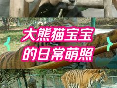 -栾川竹海野生动物园
