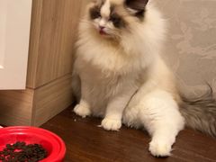 -欣宠猫屋·矮脚拿破仑·蓝金金渐层