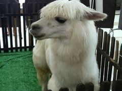 -上海颛桥万达广场