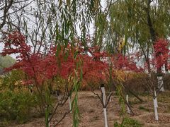 -大兴滨河森林公园