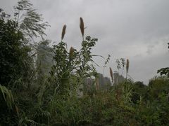 -艾溪湖湿地公园