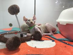 -糯米喵星人·撸猫猫舍咖啡馆(西市场嘉华店)