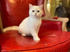 -猫大福·Fortune Cat猫舍(百子湾店)