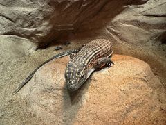 -永安里地摊烤肉(首创店)