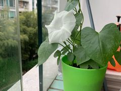 -斯坦星球AI编程·机器人科创·科学实验·信奥·思维·STEM·积木拼搭·竞赛考级(浦东联洋广场大拇指龙阳御桥中心)