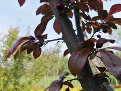 -昆山城市生态森林公园