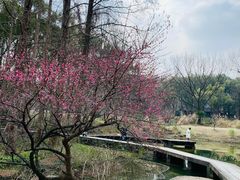 -杭州植物园