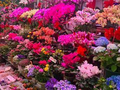 -花鸟鱼虫鲜花绿植市场(玉泉路店)