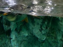 -帝企鹅自助餐厅•儿童岛•真企鹅(长隆企鹅酒店)