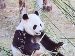 -上海野生动物园