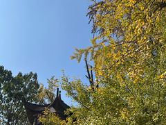 -千年银杏谷文化旅游区