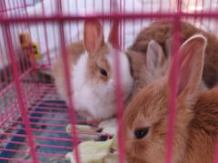 -绵阳人民公园(涪城区)