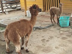 -北京市海淀外国语实验学校