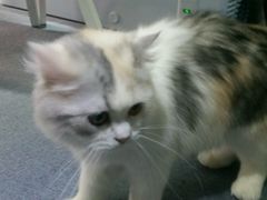 -喵的天空名猫咖啡馆·撸猫·猫舍·用品