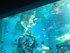 -哈尔滨波塞冬海底世界