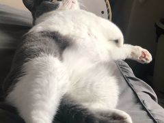 -东方名猫馆·英短金渐层布偶猫舍(环线广场1号楼店)