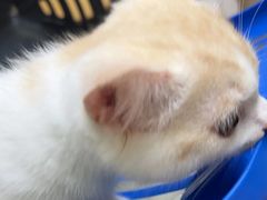 -安安宠医宠物医院·异宠·犬猫内科(岳阳分院)