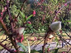 -南国桃园旅游度假区