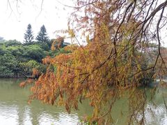-深圳仙湖植物园