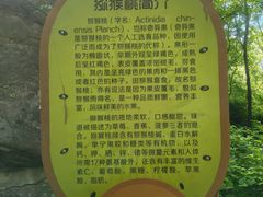 -大岭沟猕猴桃谷风景区