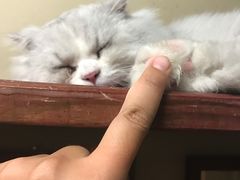 -猫咪博物馆(顶澳仔猫街店)