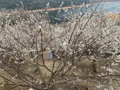 -广州市流溪河国家森林公园