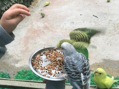 -史努比缤纷世界