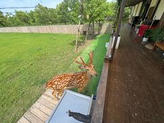 -南汇新场正宗水蜜桃采摘