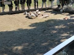 -苏州太湖西山岛开心农场