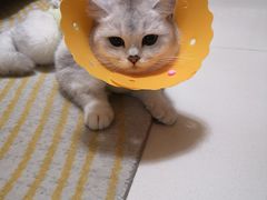 -伟伟宠物医院·瑞派猫友好医院·猫科(光谷店)