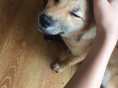 -柴犬高等学院·狗咖·柴犬售卖·宠物训练