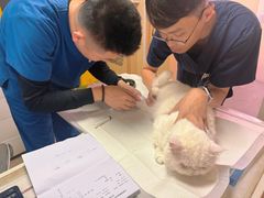 -申普宠物医院·心脏介入·心血管微创(总院)