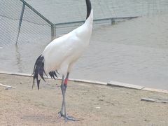-盐城丹顶鹤湿地生态旅游区