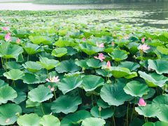 -蒲河岛湿地公园