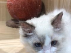 -屋虎猫馆(宝安大仟里店)