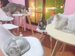 -李小姐の猫咖啡馆(五角场店)