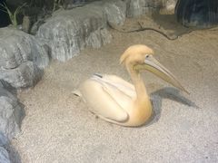 -海合安武汉极地海洋公园